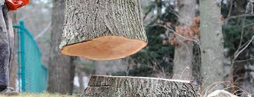 Washington, NJ Tree Services Company