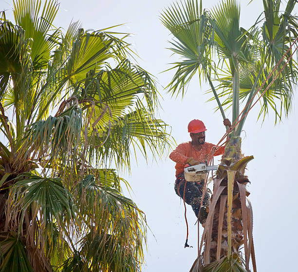 How Our Tree Care Process Works  in  Washington, NJ